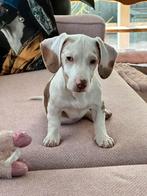 Teckel pup (teefje) – 15 weken – zoekt passend thuis, 8 tot 15 weken, Korthaar, Teef, Dwerg