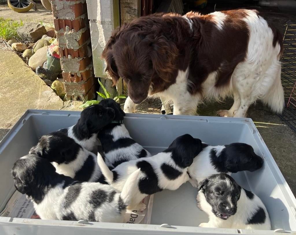 Friese Stabij pups goed gesocialiseerd, Overige rassen, 8 tot 15 weken, Meerdere, Meerdere dieren