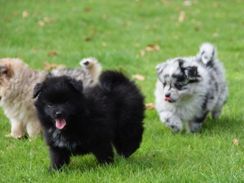 Prachtige pups kruising toy aussie x pomeriaan, Dieren en Toebehoren, Honden | Niet-rashonden, Parvo, 8 tot 15 weken, Meerdere