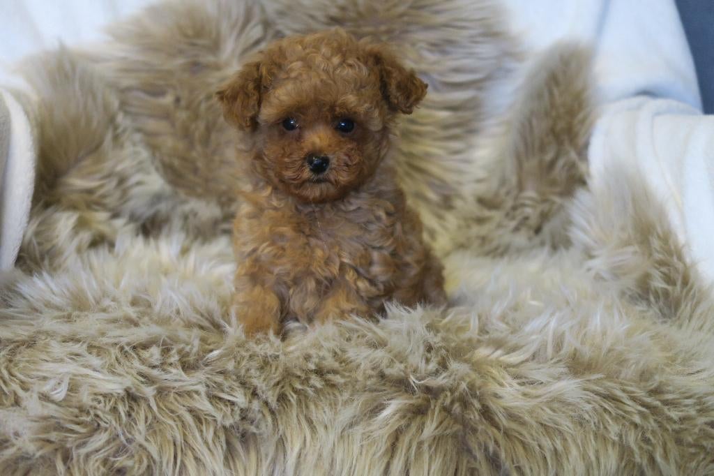 Vrolijke Toy Poedel pup reutje, Dieren en Toebehoren, Poedel, Parvo, Nederland, Reu