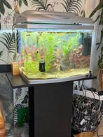 aquarium, Dieren en Toebehoren, Ophalen, Gebruikt, Gevuld zeewateraquarium