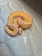 5.0 Python Regius, Slang, 0 tot 2 jaar