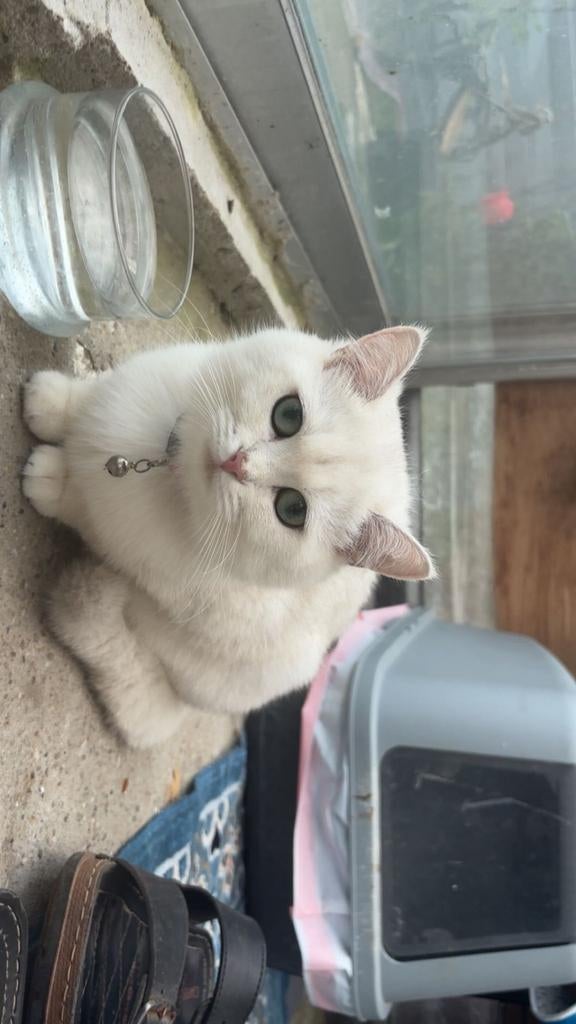 Cat, Ophalen of Verzenden