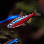 kardinaal tetra, Dieren en Toebehoren, Vissen | Aquariumvissen, Vis, Zoetwatervis, Schoolvis