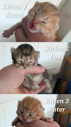Britse korthaar Golden kittens geboren 10-3-'26❤️, Meerdere dieren, Gechipt, 0 tot 2 jaar