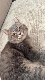 Britse korthaar dekkater, Kater, Ingeënt