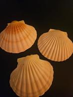Mooie natuurlijke schelpen - decoratie, Ophalen of Verzenden, Zo goed als nieuw