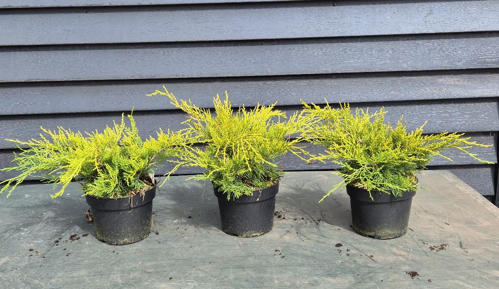 juniperus old gold, Ophalen, Overige soorten, Minder dan 100 cm