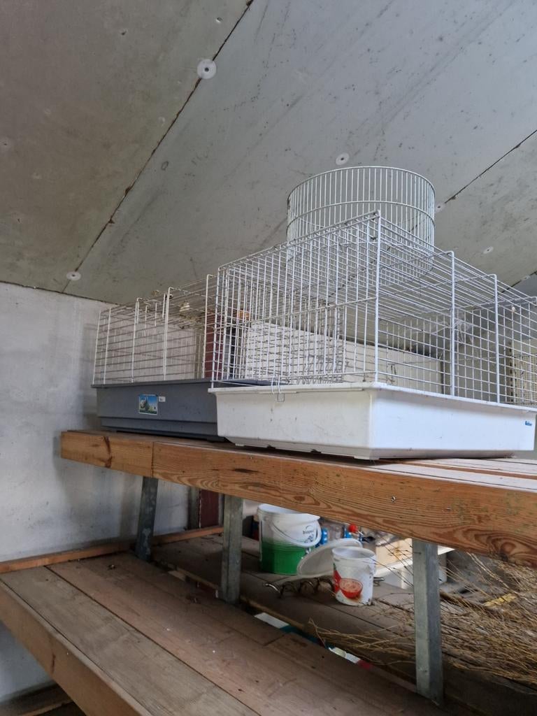 Kooi hamster, Ophalen of Verzenden