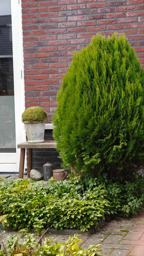 Twee schijf coniferen en twee naald boompjes, Ophalen, Conifeer, Struik, 100 tot 250 cm