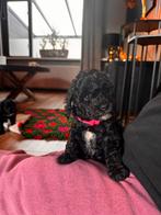 Labradoodle pups mini🩷💜  nog 2 pups🐾, Dieren en Toebehoren, Honden | Retrievers, Spaniëls en Waterhonden, Parvo, Overige rassen