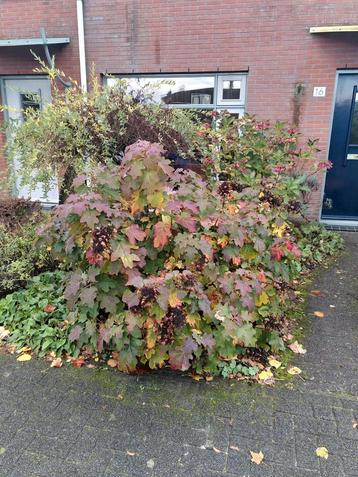 Grote eikenblad hortensia  beschikbaar voor biedingen