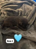 Puppy’s aangeboden, Dieren en Toebehoren, Ophalen of Verzenden, Nieuw