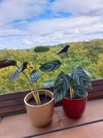 Calathea Compactstar in pot, Ophalen, Overige soorten, Halfschaduw, In pot