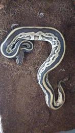 1.0 en 0.2 konings pythons, Dieren en Toebehoren, Slang