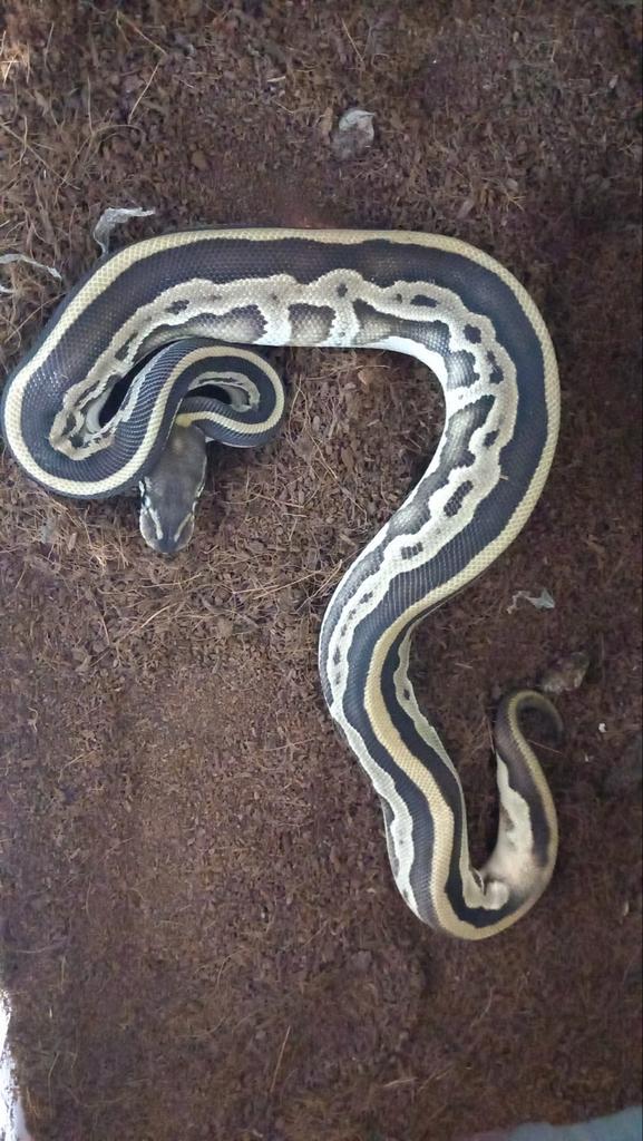 1.0 en 0.2 konings pythons