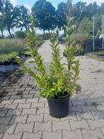 Forsythia intermedia ‘Spectabilis’ - Chinese klokje, Ophalen of Verzenden, Vaste plant, Overige soorten