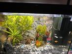 Aquarium Juwel primo 60 liter met vissen., Ophalen, Zo goed als nieuw, Gevuld zoetwateraquarium