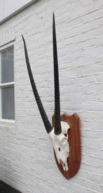 Grote SPIESBOK / ORYX op houten schild - ref. E (gewei), Ophalen, Gebruikt, Wild dier, Schedel