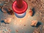 3 kwartels, Dieren en Toebehoren, Pluimvee, Geslacht onbekend, Overige soorten
