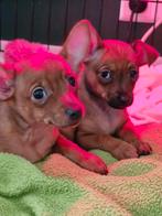Enorm lieve miniature dwergpinscher - 2 knuffelkontjes (v/f), Dieren en Toebehoren, Honden | Bulldogs, Pinschers en Molossers