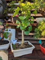 Ginkgo Biloba Japanse Notenboom Bonsai, Bloeit niet, Halfschaduw, Minder dan 100 cm, Overige soorten