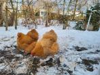 Orpington Buff groot, Vrouwelijk, Kip