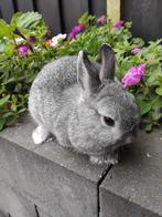 Kleurdwerg chinchilla ram, Dieren en Toebehoren, Konijnen, Mannelijk, Dwerg