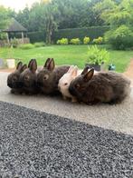 Te koop: Raszuivere kleurdwergen dwergkonijn, Dieren en Toebehoren, Konijnen, Meerdere dieren, Dwerg, 0 tot 2 jaar