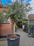 Olijfbomen dikke grillige stam - bezorgd in/om Hilversum, Tuin en Terras, Planten | Bomen, Volle zon, Ophalen of Verzenden, 100 tot 250 cm