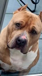 Amerikaanse Bully XL dekreu Snow, Dieren en Toebehoren, Honden | Dekreuen, Particulier, 3 tot 5 jaar, Reu, Nederland