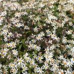 Sneeuwaster stekjes, Tuin en Terras, Planten | Tuinplanten, Volle zon, Vaste plant, Herfst, Ophalen