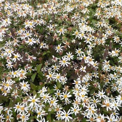 Sneeuwaster stekjes, Tuin en Terras, Planten | Tuinplanten, Vaste plant, Overige soorten, Volle zon, Herfst, Ophalen