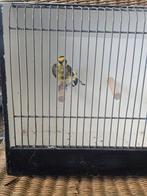 Putter Majoor, Dieren en Toebehoren, Ophalen of Verzenden, Nieuw, Aluminium, Broedkooi of Kweekkooi