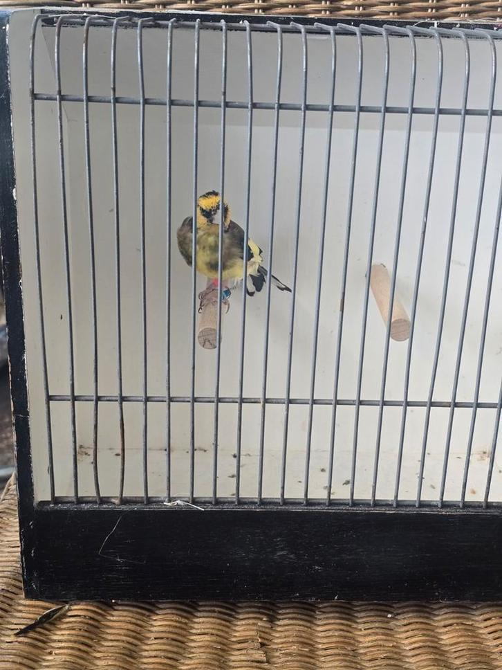 Putter Majoor, Dieren en Toebehoren, Vogels | Hokken en Kooien, Nieuw, Broedkooi of Kweekkooi, Aluminium, Ophalen of Verzenden