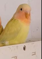 Agapornis Roseicollis dwergpapegaai te koop, Dieren en Toebehoren, Vogels | Parkieten en Papegaaien, Geslacht onbekend, Dwergpapegaai of Agapornis