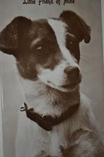 engeland fotokaart 1926 hondje jack russel, Ophalen, 1920 tot 1940, Gelopen, Sterren en Beroemdheden