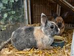3 lieve voedsters incl hok, Dieren en Toebehoren, Konijnen, Vrouwelijk, Groot