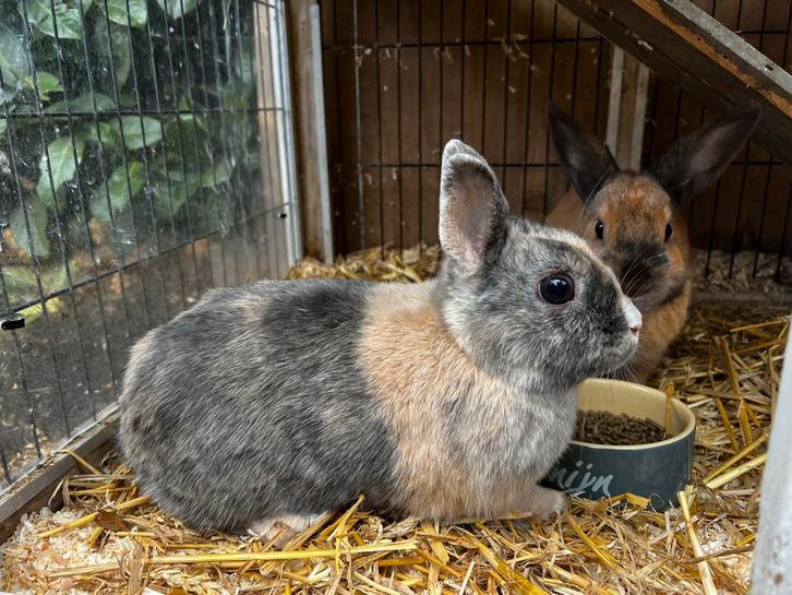 3 lieve voedsters incl hok, Dieren en Toebehoren, Konijnen, Groot, Vrouwelijk