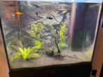 Juwel rio 120 met onderkast, Ophalen of Verzenden, Zo goed als nieuw, Gevuld zoetwateraquarium