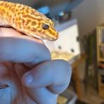 Luipaard gekko, Dieren en Toebehoren, Reptielen en Amfibieën, Hagedis, 0 tot 2 jaar
