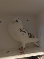 Roodbont staande duivin, Dieren en Toebehoren, Vogels | Duiven, Vrouwelijk, Kropper