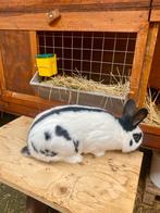 Lotharing klein, Dieren en Toebehoren, Mannelijk