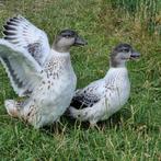 10 Oud Hollandse kwakers zilverdonkerwild en wildkleur, Dieren en Toebehoren, Pluimvee, Meerdere dieren, Eend