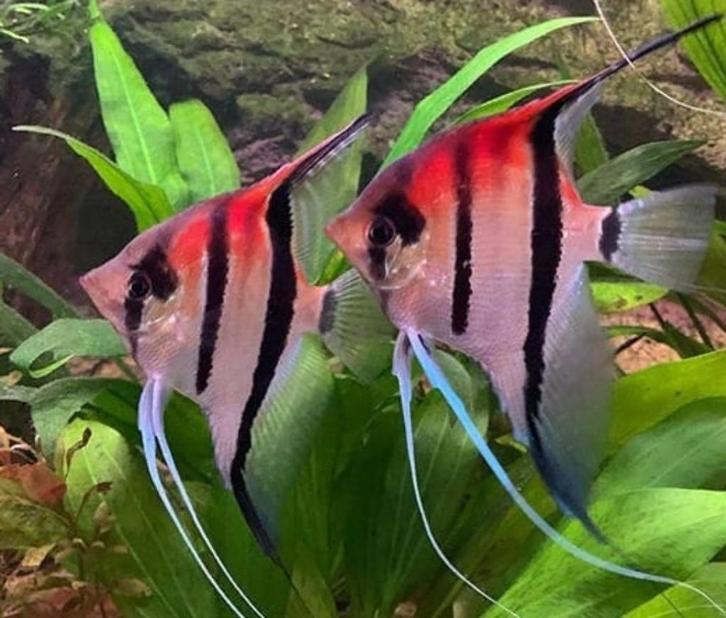 VISSEN GEVRAAGD VOOR OPVANG, Dieren en Toebehoren, Vissen | Aquariumvissen, Zoetwatervis, Vis