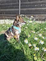 KLEIN BEERTJE MENSGERICHT LIEF TEEFJE VERBLIJFT IN NL, 6 jaar of ouder, Particulier, Rabiës (hondsdolheid), Buitenland