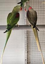 Ovj Alexanders kwk, Meerdere dieren, Parkiet, Geringd