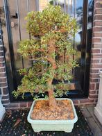 Satsuki Azalea Sayaka 105cm, Bloeit niet, Overige soorten, Minder dan 100 cm, Ophalen