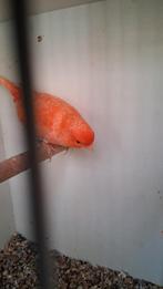 Vogels, Dieren en Toebehoren, Vogels | Kanaries, Mannelijk, Kleurkanarie