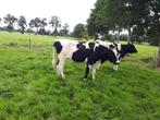mooie drachtige vaarzen te koop, Dieren en Toebehoren, Vrouwelijk, 0 tot 2 jaar